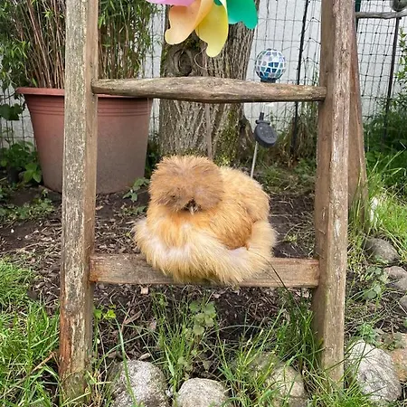 公寓 Seidenhuhn