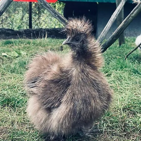 Seidenhuhn *