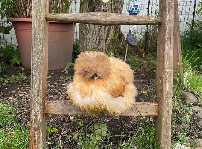Apartamento Seidenhuhn