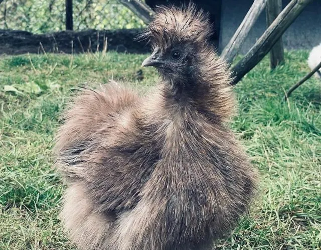 Seidenhuhn *
