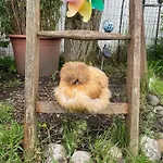 דירה Seidenhuhn