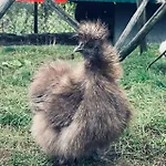 Seidenhuhn *