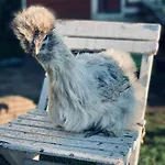 דירה Seidenhuhn קיפרספלדן
