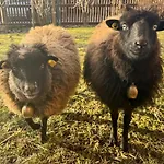 דירה Seidenhuhn *
